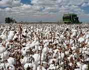 В Узбекистане уберут посредника между фермерами и текстильными предприятиями