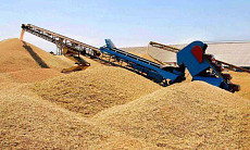 Сурхандарьинская область принесла государству более 266,2 тыс. тонн зерна