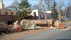 Мораторий на вырубку ценных пород деревьев в Узбекистане вводится с 1 ноября 