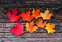 Шанба куни бутун Ўзбекистон ҳудудида ёғингарчиликсиз булутли об-ҳаво бўлади