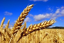 Более трети всего экспорта пшеницы из Казахстана приходится на Узбекистан