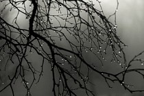 Пайшанба куни бутун Ўзбекистон ҳудудида ҳаво бироз илиши прогноз қилинмоқда  