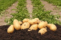 Голланд компанияси Жиззах вилоятида картошка кластерини яратиш билан шуғулланишни режалаштирмоқда