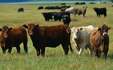 Казахстан намерен на полгода запретить вывоз живых овец, коз и КРС из-за действий Узбекистана