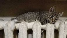 Морозы и осадки сохранятся в ряде областей Узбекистана в субботу