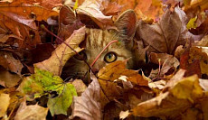 На всей территории Узбекистана в среду установится погода без осадков