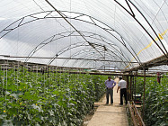 Открытие рынка Узбекистана отразилось на снижении доходов тепличных хозяйств ЮКО на 50%