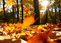 Во всех областях Узбекистана в пятницу ожидается переменная облачность