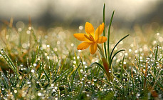 В первый день весны почти на всей территории Узбекистана прогнозируются дожди и потепление