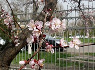 В ряде областей Узбекистана в четверг установится погода без осадков