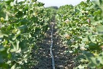 В Узбекистане разработают государственную политику по продовольственной безопасности