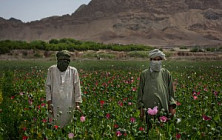 «Талибан» решил передислоцировать героиновые лаборатории из-за постоянных авиаударов