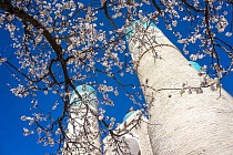 В субботу на всей территории Узбекистана прогнозируется по-настоящему весенняя погода