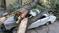 Сильный ветер в Ташкенте повалил деревья и повредил автомобили