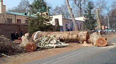 В Узбекистане объяснили, как работает мораторий на вырубку деревьев