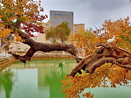 В некоторых областях Узбекистана температура воздуха поднимется до 28 градусов тепла в понедельник