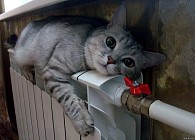 В Узбекистане в среду резко понизится температура воздуха