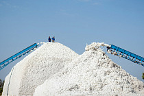 Ўзбекистонда 3,4 млн тонна пахта териб олинди