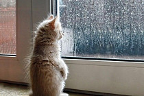 В нескольких областях Узбекистана в пятницу прогнозируется небольшой дождь