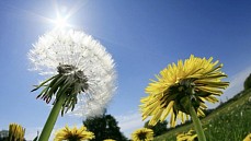 Почти на всей территории Узбекистана в субботу температура прогреется до 33 градусов