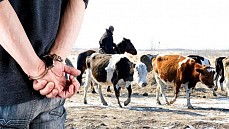 В Нуратинском районе задержан вор, укравший 9 голов скота