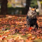 На всей территории Узбекистана в четверг синоптики прогнозируют переменную облачность