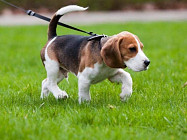 В Узбекистане собак разрешили выгуливать один раз в день