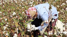 Ўзбекистонда пахта далаларини текшириш 25 сентябрдан бошланади