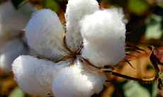 Иран намерен выращивать генномодифицированый хлопок – доклад