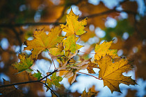 На всей территории Узбекистана в пятницу температура воздуха поднимется до 30 градусов тепла 