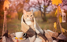 В пятницу на всей территории Узбекистана прогнозируют значительное потепление