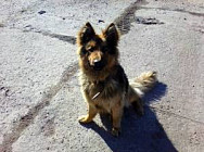 Узбекские спасатели извлекли из моторного отсека машины щенка