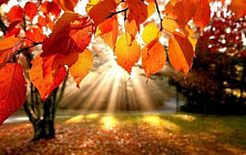 Синоптики прогнозируют повышение температуры воздуха почти на всей территории Узбекистана во вторник  