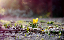 На всей территории Узбекистана в понедельник синоптики прогнозируют небольшое повышение температуры