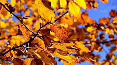 Почти на всей территории Узбекистана в понедельник установится погода без осадков