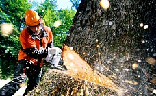 В спор по вырубке деревьев в Ташкенте включился Ташгоркомприрода