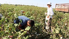 ХМТ Ўзбекистонда пахта теримида болалар меҳнатидан фойдаланилмаётганлигини таъкидлаб ўтди  