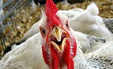 Казахстан признали страной, свободной от птичьего гриппа