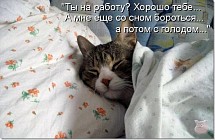 МИД Украины принял на работу кота Амбассадора