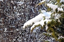 ТИВ ўзбекистонликларни Қозоғистонга чиқишда хавфлар ҳақида огоҳлантирди