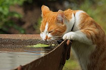 В Кашкадарьинской и Сурхандарьинской областях в пятницу температура воздуха прогреется до 39 градусов