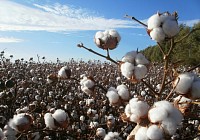 Сирдарё вилоятида пахта теримини ташкил этишнинг янги тизими яратилмоқда