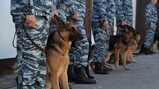 Кинологи Таджикистана изучили опыт Узбекистана использования служебных собак