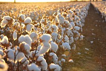 В МВТ оценили исключение узбекского хлопка из черного списка товаров США 