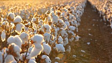 Снятие запрета США на узбекский хлопок поможет привлечь крупных международных ритейлеров – эксперт