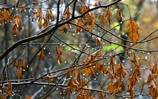 На большей территории Узбекистана в понедельник ожидаются дожди