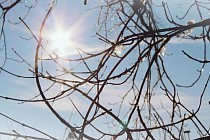 Потепление до +15 градусов ожидается в Узбекистане в выходные