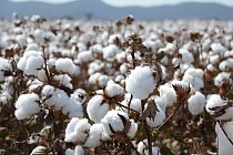 Узбекистан обратился к Cotton Campaign с просьбой отменить хлопковый бойкот 
