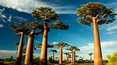 За последние 12 лет в Африке при загадочных обстоятельствах погибли несколько самых старых и крупных баобабов