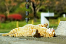 В субботу в Кашкадарьинской и Сурхандарьинской областях температура воздуха прогреется до 27 градусов